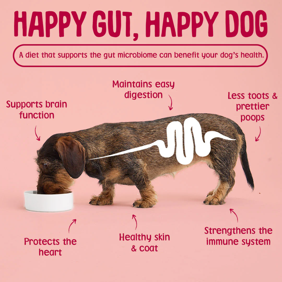 Salmon Dry Dog Food - Image 8
